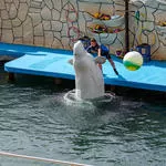 Дельфинарий на Утрише